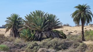 2023-GC-Dunas_Maspalomas-161.jpg